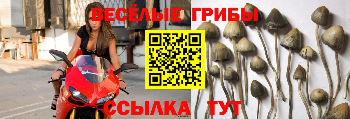 Пенза  Псилоцибиновые грибы мухоморы  купить наркотики сайты  Вход с VPN 